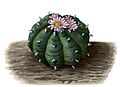 Lophophora williamsii BlKakteenT149