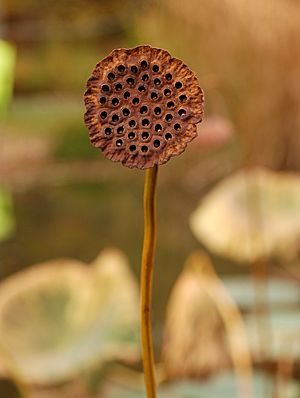 Archivo:Lotus Nelumbo 'Mrs. Perry D. Slocum' Dried Seed Head 2000px