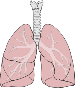 Lungs diagram simple.svg