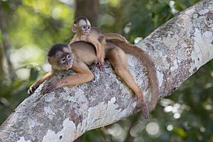 Archivo:Macaco caiarara (Cebus albifrons) com filhote