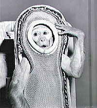 Archivo:Monkey Sam Before The Flight On Little Joe 2