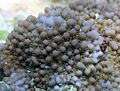 Montipora verrucosa 2