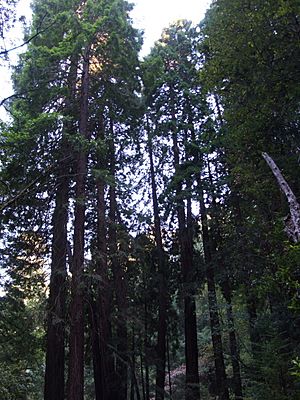 Archivo:Muir Woods National Monument 06 Coast Redwood (Sequoia sempervirens)