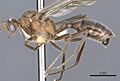 Nothomyrmecia macrops casent0902784 p 1 high