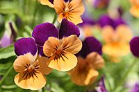 Archivo:Orange violet pansies