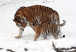 Archivo:Panthera tigris altaica 13 - Buffalo Zoo