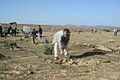 Plantando encinas