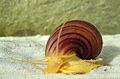 Pomacea