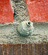 Potter wasp nest 6734