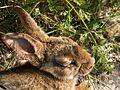 RabbitMyxomatoseHead