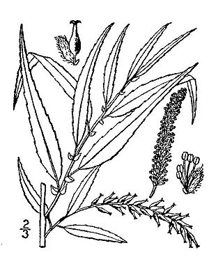 Archivo:Salix-nigra(01)