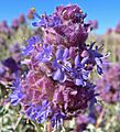 Salvia dorrii 9
