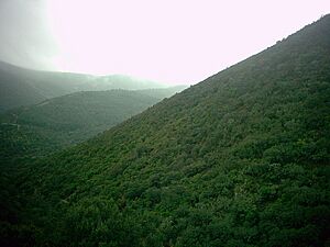 Archivo:SierraMadronaRobledillo