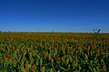 Sorgo Avila Spain full