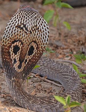 Archivo:Spectacled cobra