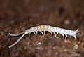 Symphyla (unknown species)