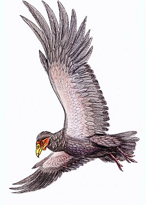 Archivo:Teratornis merr15