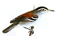 Terenura spodioptila Keulemans