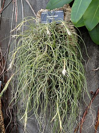 Tillandsia butzii - Denver Botanic Gardens - DSC00918.JPG