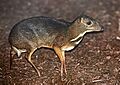 Tragulus javanicus