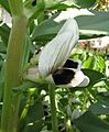 Vicia faba flower detail