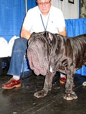 Archivo:Wrinkly neapolitan mastiff