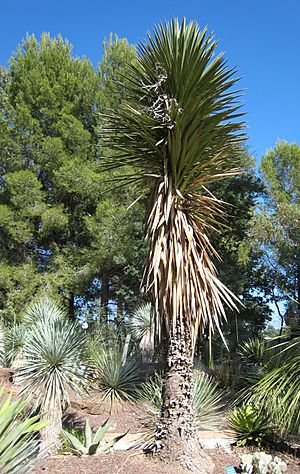 Yucca filifera JOT.jpg