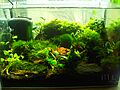 12-Liter-Aquarium