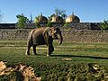 20170525 Pairi Daiza elefante
