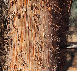 Archivo:Acacia cyperophylla bark