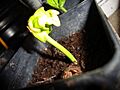 Adansonia Grandidieri Giant Baobab Madagascar Upside Down Tree Germinating Seed From Puerto Rico 02