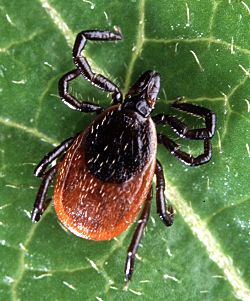 Adult deer tick(cropped).jpg