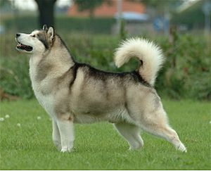 Archivo:Alaskan Malamute