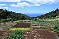 Allotment (41055291371)