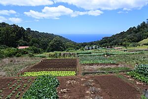 Archivo:Allotment (41055291371)