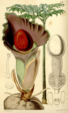 Archivo:Amorphophallus paeoniifolius CBM