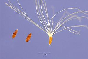 Archivo:Anaphalis margaritacea seed