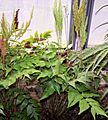 Anemia mexicana 002