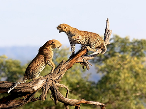 Archivo:Animals in Kafue National park 03