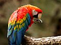 Ara macao -Fort Worth Zoo-8