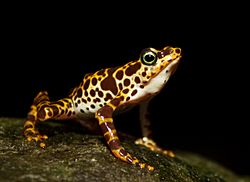 Atelopus certus calling male edit.jpg