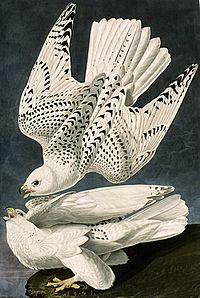 Audubon-gyrfalcon.jpg