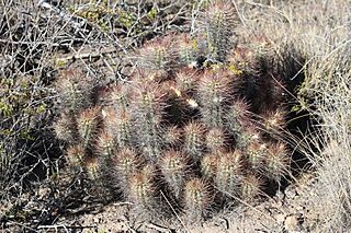 Austrocactus bertinii 13.jpg