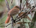 Automolus melanopezus - Brown-rumped Foliage-gleaner; Rio Branco, Acre, Brazil