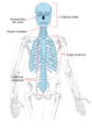 Axial skeleton diagram es