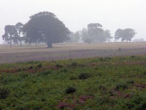 Archivo:Backley Holmes in the drizzle, New Forest - geograph.org.uk - 231372