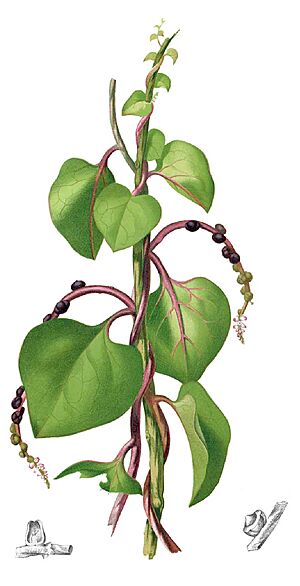 Archivo:Basella rubra Blanco1.74-cropped
