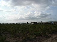 Archivo:Beneixama vinyers