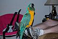 Blue-throated Macaw