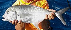 Bluespotted trevally.jpg